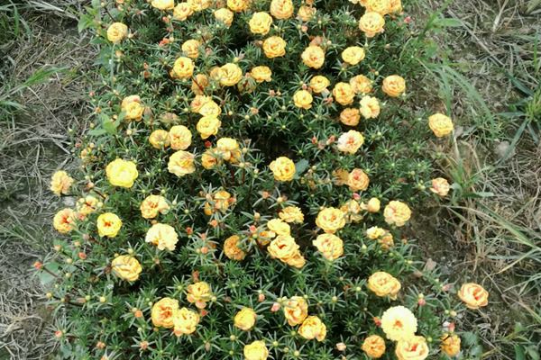 太陽花 太陽花