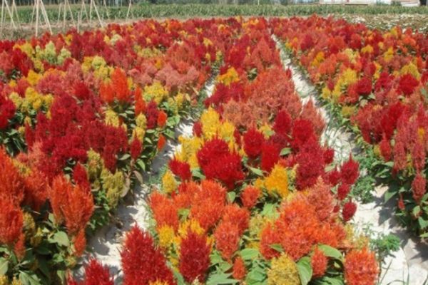 金雞冠花 金雞冠花
