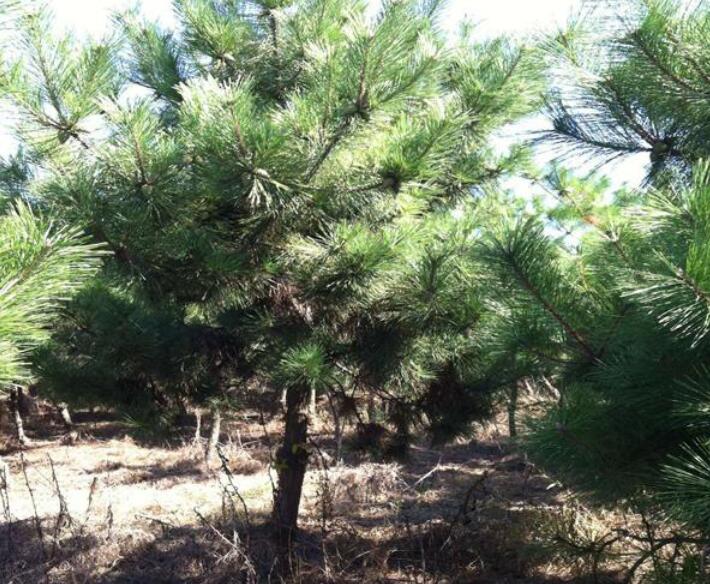 1638168160933480.jpg 1638168160933480.jpg