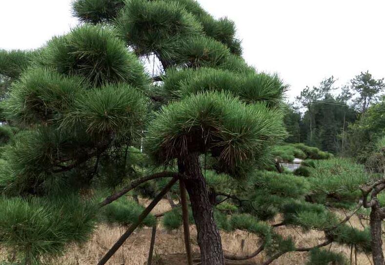 1638168184791490.jpg 1638168184791490.jpg