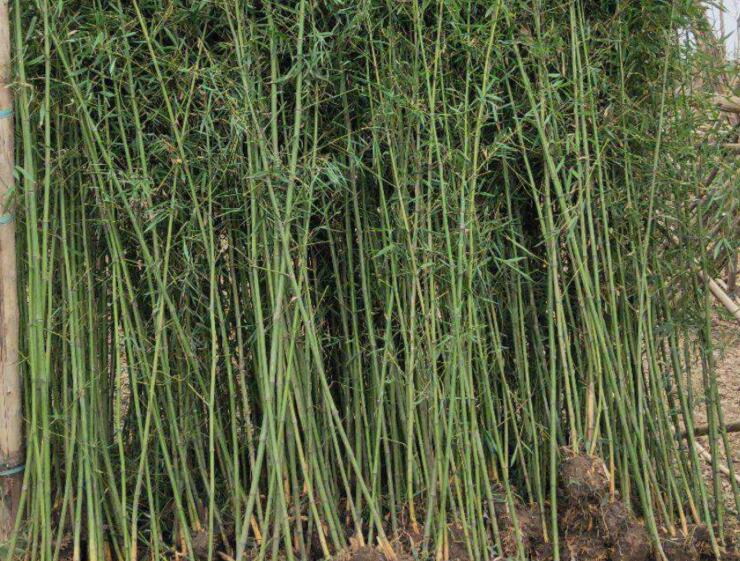 1638692584683285.jpg 1638692584683285.jpg