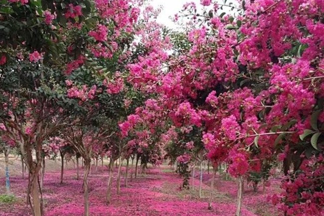 紫薇花 紫薇花
