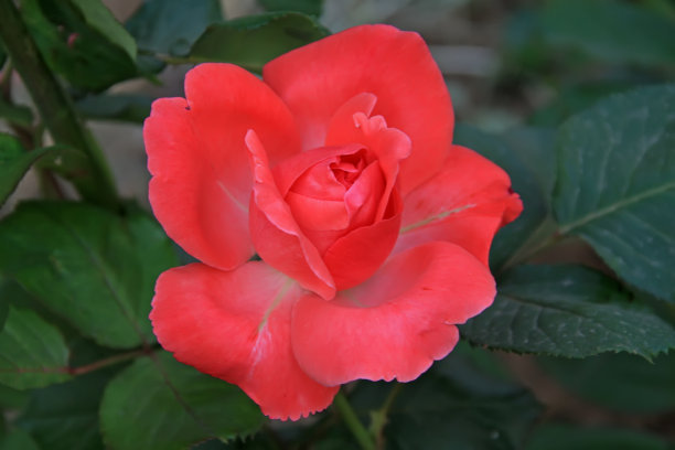 1638954933407500.jpg 1638954933407500.jpg