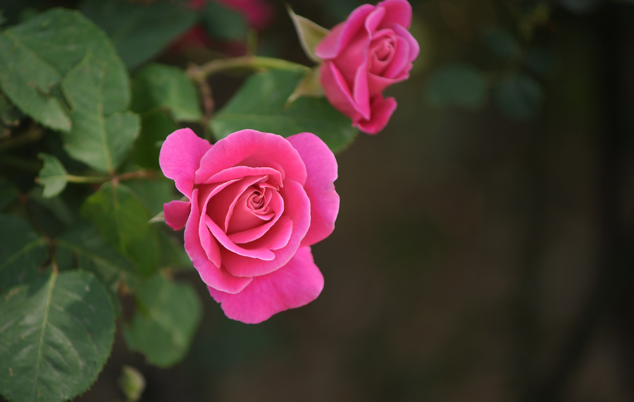 1638954949903591.jpg 1638954949903591.jpg