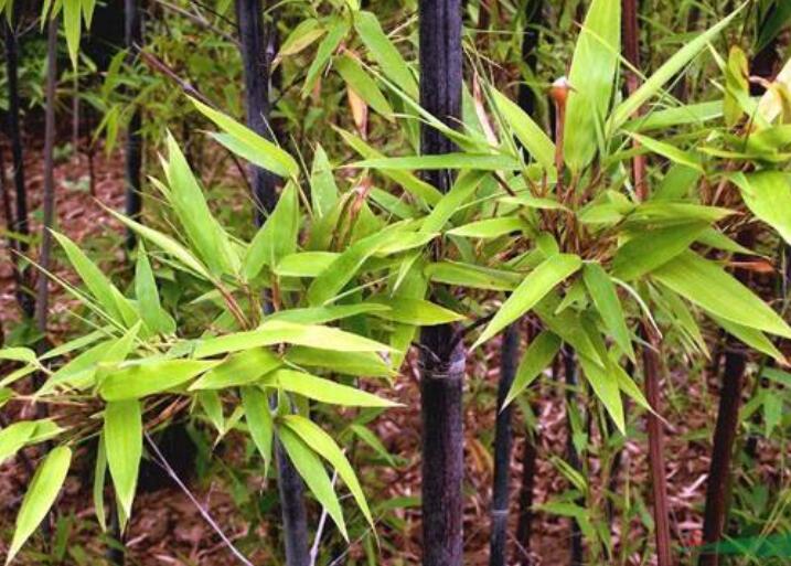 1639205829283860.jpg 1639205829283860.jpg