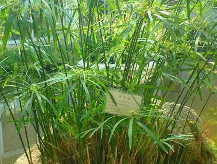 1639206263814417.jpg 1639206263814417.jpg