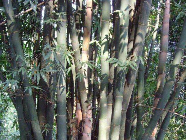 1639293981249373.jpg 1639293981249373.jpg