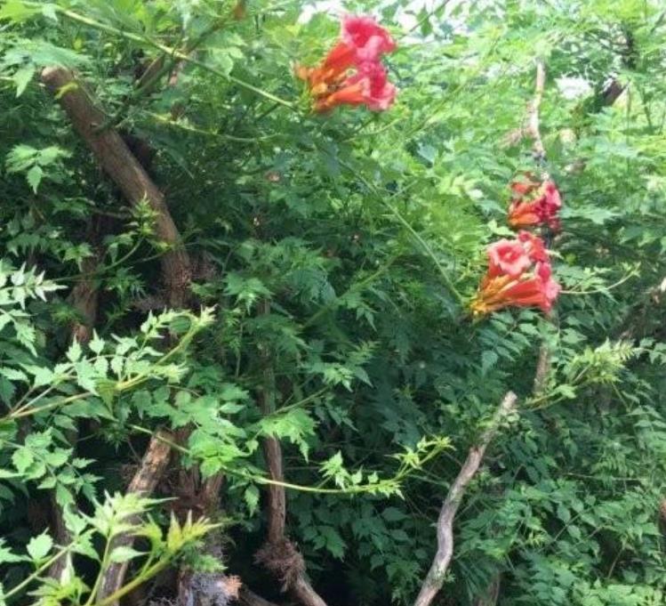 凌霄 凌霄