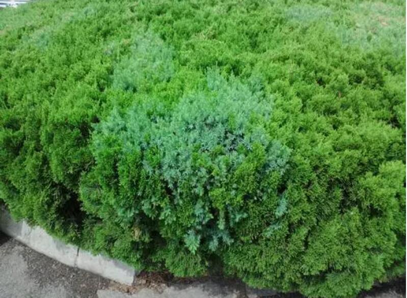 1640227545252482.jpg 1640227545252482.jpg