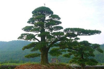 1640256256807530.jpg 1640256256807530.jpg