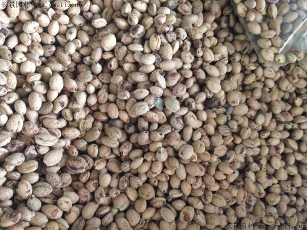 1640260192230168.jpg 37efacc620d3082107a22732209362a2_1-1F42G44505229.jpg