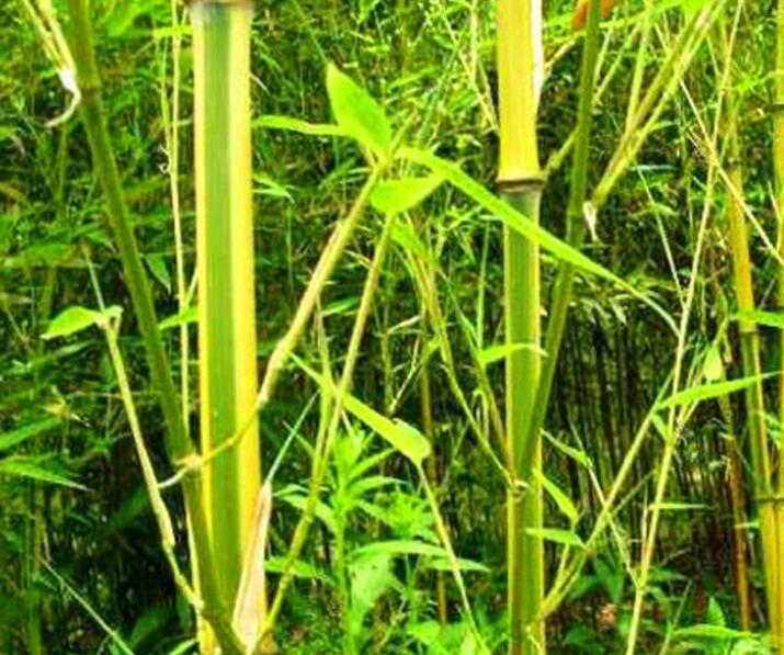 1640275145925847.jpg 1640275145925847.jpg