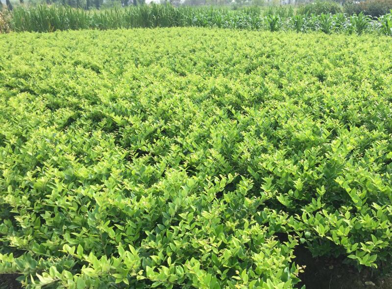 1640322080350431.jpg 1640322080350431.jpg