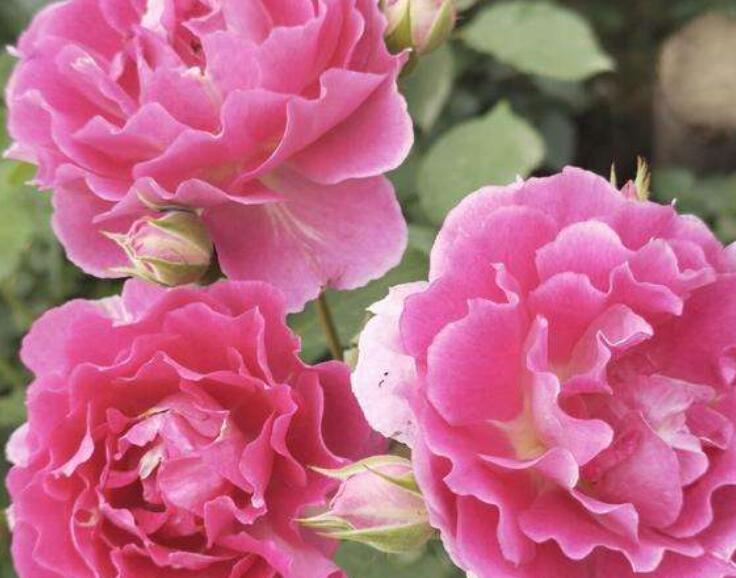 1640497509261399.jpg 1640497509261399.jpg