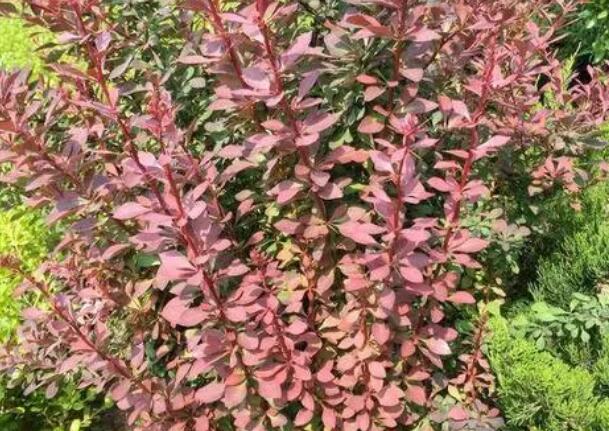 1640760968165962.jpg 1640760968165962.jpg