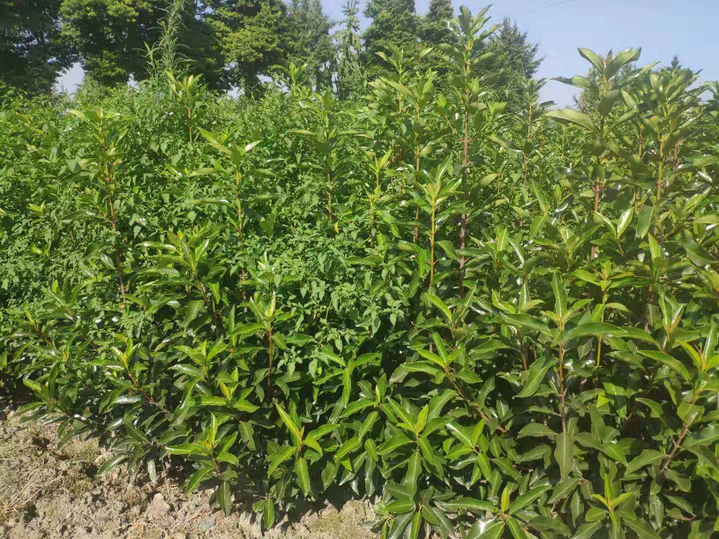 1641724932766915.jpg 1641724932766915.jpg