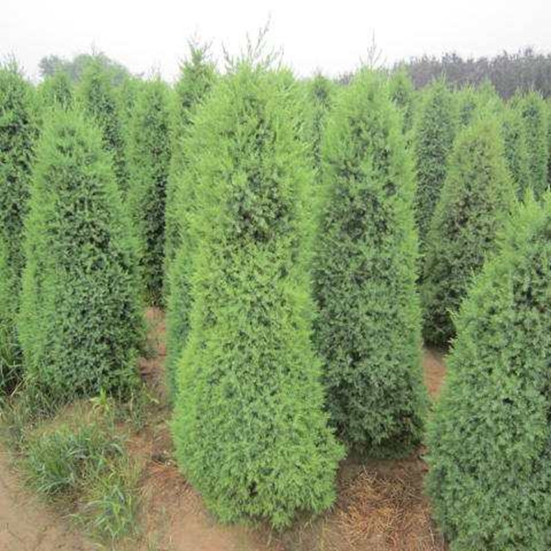 望都塔柏 望都塔柏