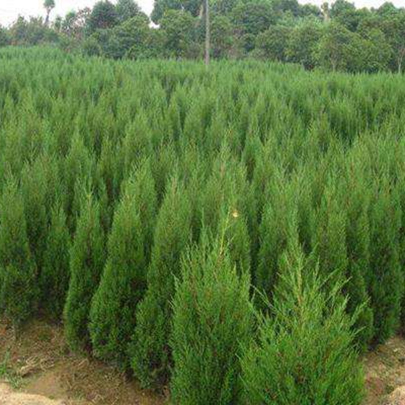 望都塔柏 望都塔柏