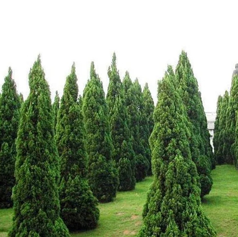 望都塔柏 望都塔柏