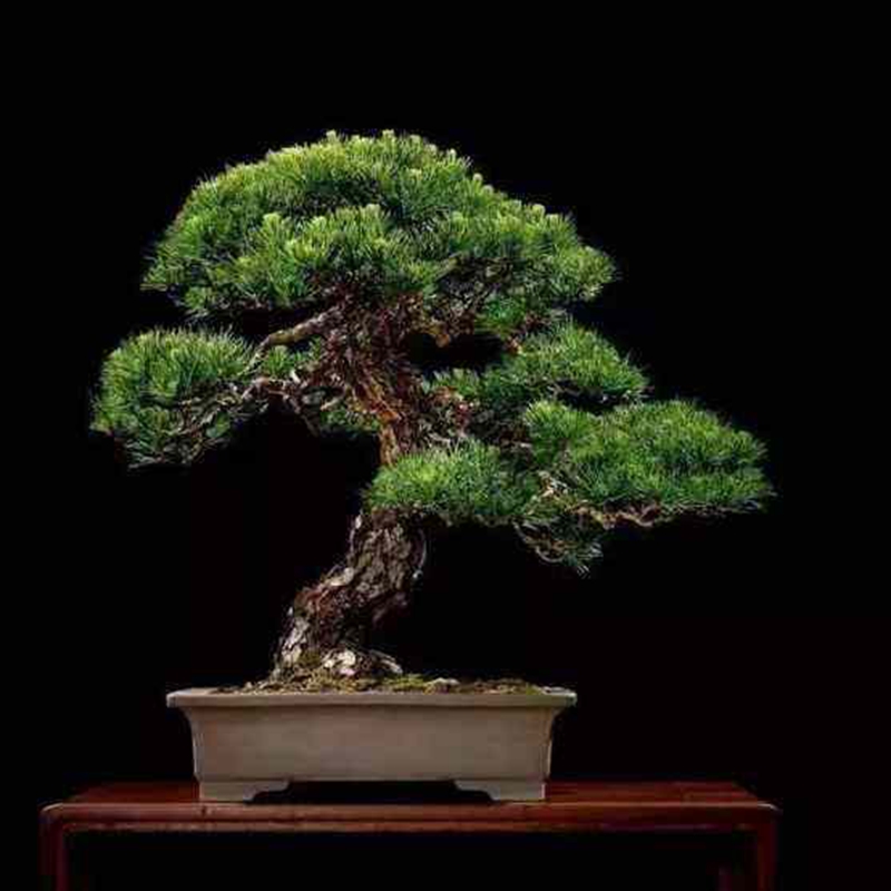 黃金大板松 黃金大板松