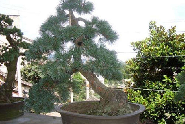 瑞光五針?biāo)? width= 瑞光五針?biāo)?/></p><p style=