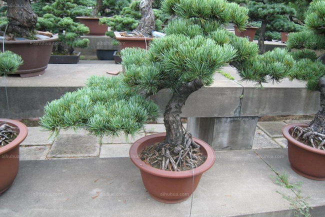 瑞光五針?biāo)? width= 瑞光五針?biāo)?/></p><p style=