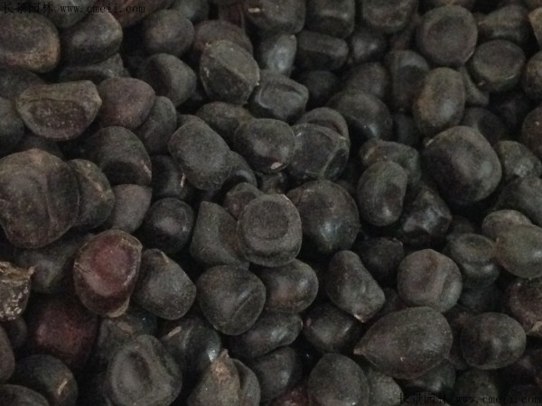 1641897062114750.jpg 25b7e46a9490fc4356d12b724fefff4c_1-1F4231G255W6.jpg