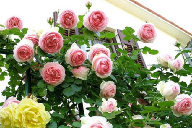 歐月藤本月季 歐月藤本月季