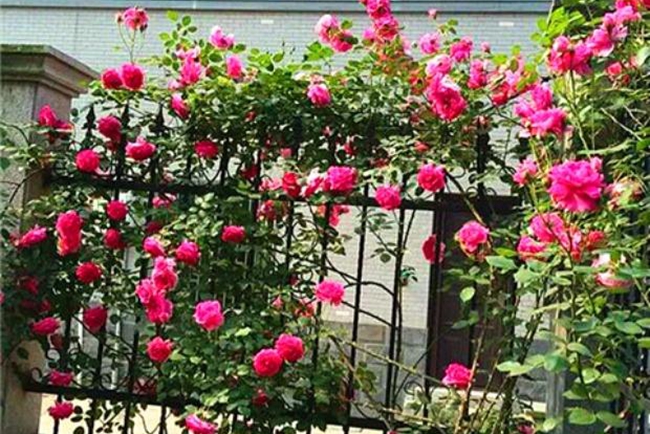 歐月藤本月季 歐月藤本月季