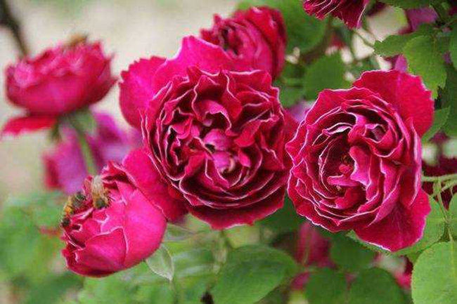 紫袍玉帶月季 紫袍玉帶月季