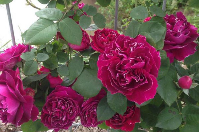 紫袍玉帶月季 紫袍玉帶月季