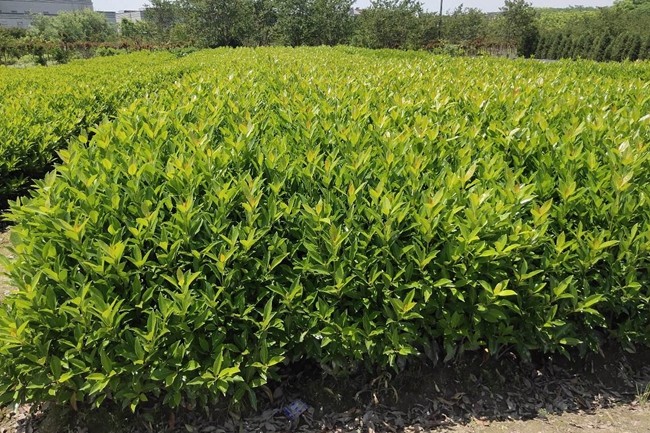 法國冬青 法國冬青