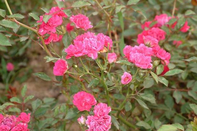 梅朗珍珠月季 梅朗珍珠月季