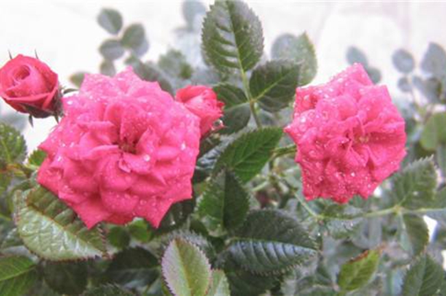 梅朗珍珠月季 梅朗珍珠月季