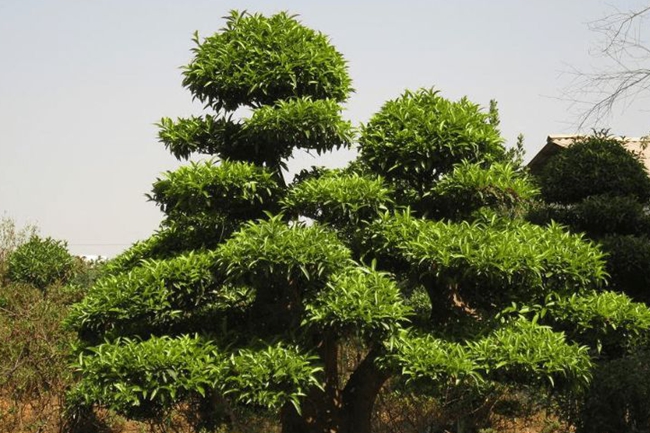 大葉女貞 大葉女貞