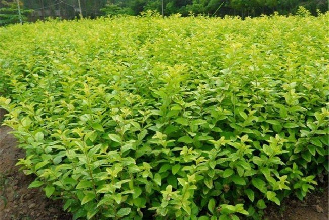 大葉女貞 大葉女貞