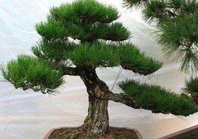 1642933445634804.jpg 1642933445634804.jpg