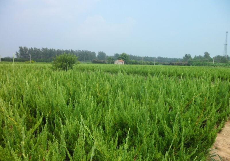 1643081458461958.jpg 1643081458461958.jpg