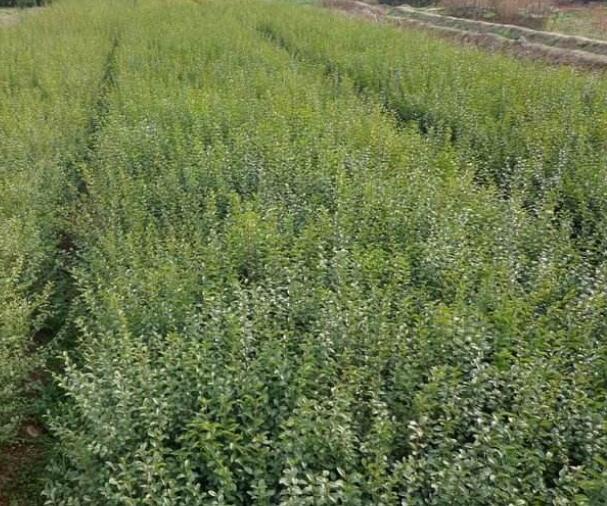 1644075302410195.jpg 小葉女貞4.jpg