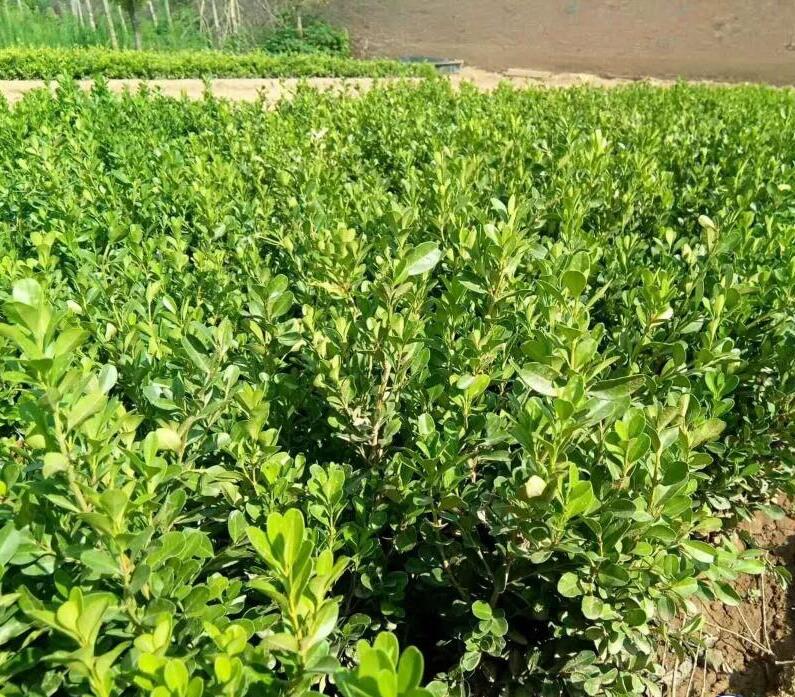 1644118246102700.jpg 1644118246102700.jpg