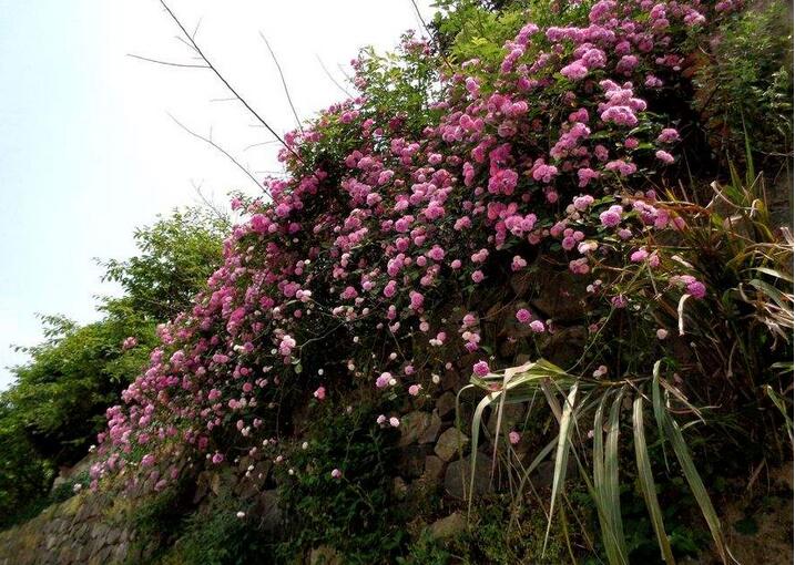 1644118300423300.jpg 1644118300423300.jpg