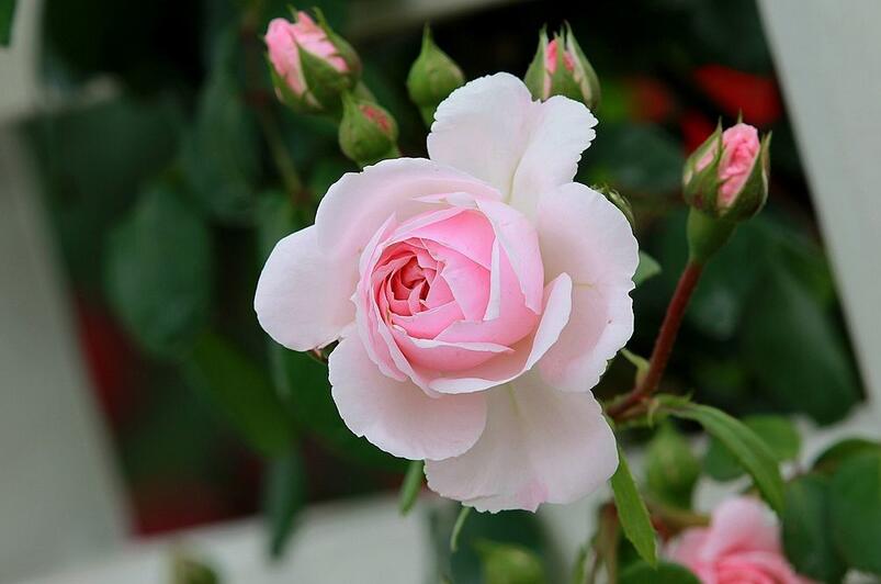 1644120457875450.jpg 1644120457875450.jpg