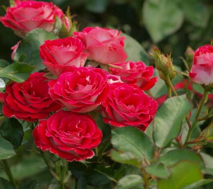 1644122278482223.jpg 1644122278482223.jpg