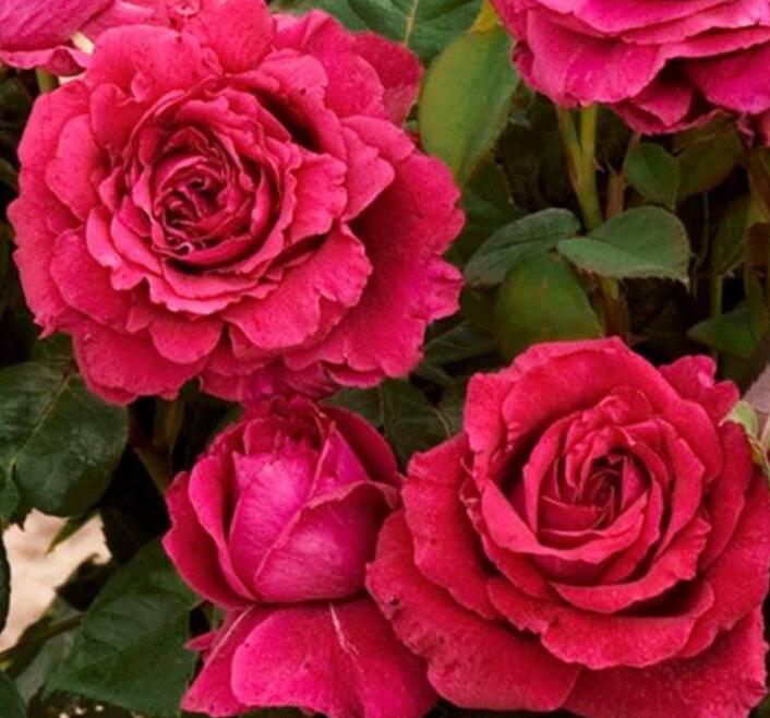 1644122279536261.jpg 1644122279536261.jpg