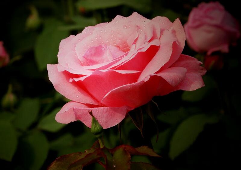 1644124129464295.jpg 1644124129464295.jpg