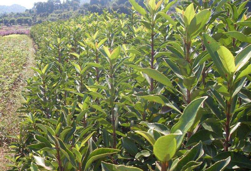 1644216646187961.jpg 1644216646187961.jpg