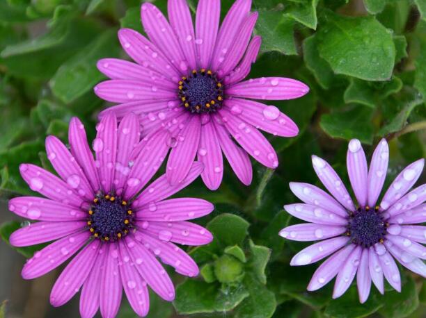 1644217649247871.jpg 藍(lán)目菊2.jpg