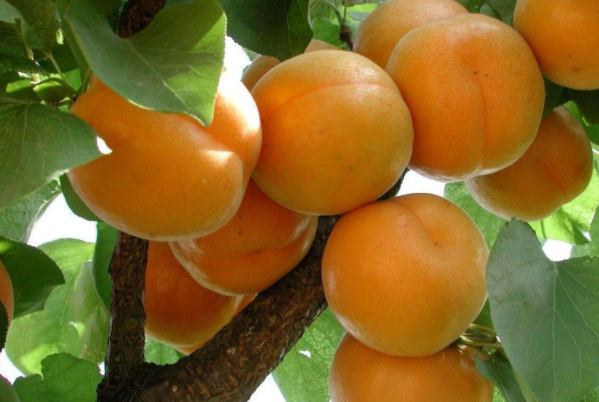 1644221826901531.png 1644221826901531.png