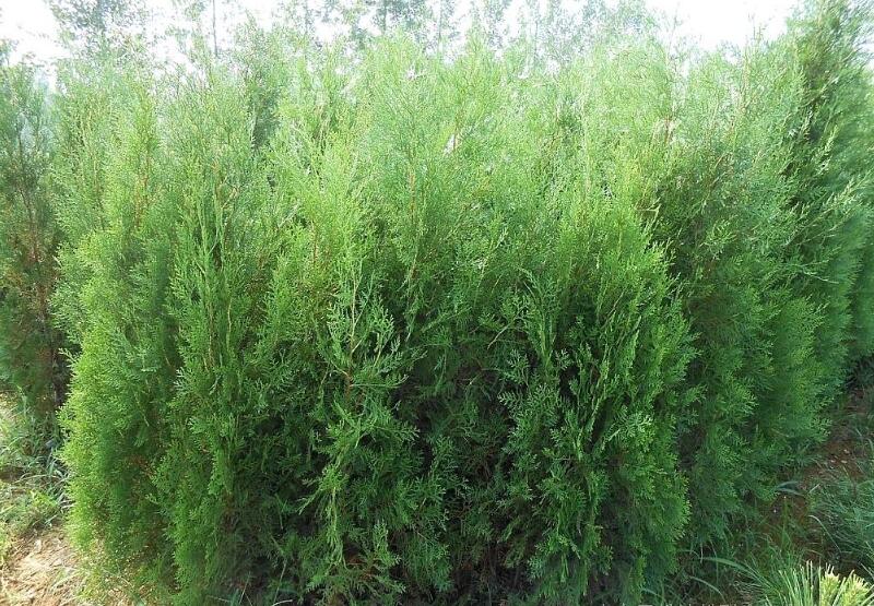 1644239374520422.jpg 1644239374520422.jpg