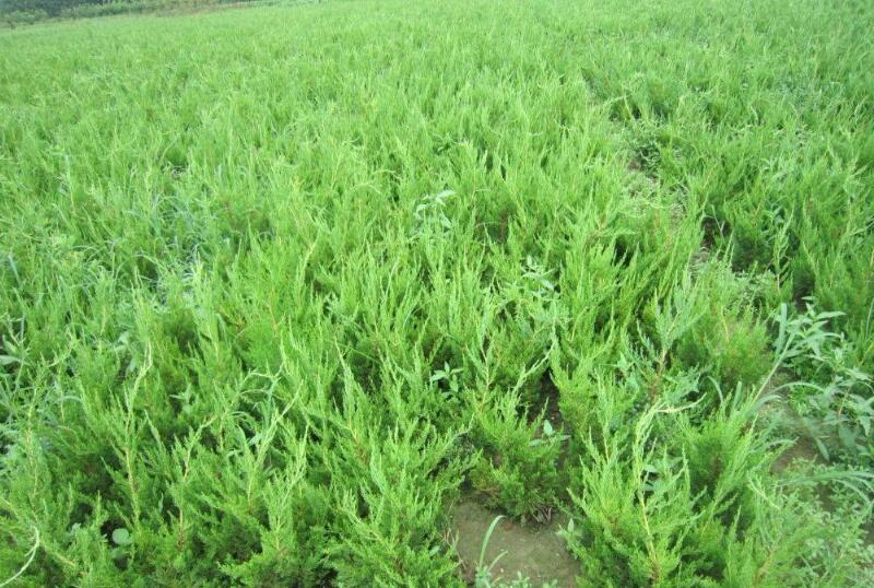 1644289615147074.jpg 1644289615147074.jpg